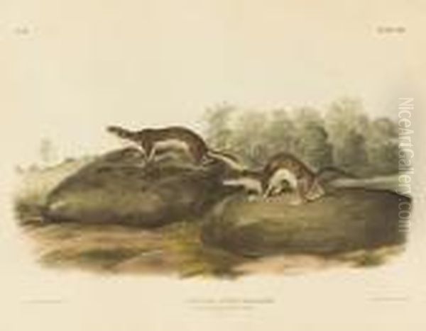 Mustela Fusca, Aud. & Bach., Little American Brownweasel Oil Painting by John James Audubon