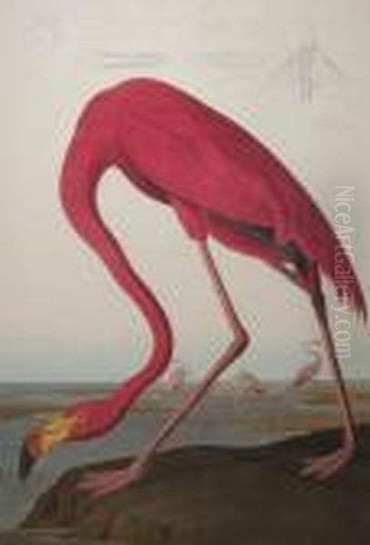 American Flamingo Oil Painting by John James Audubon