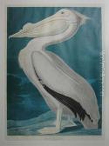 American White Pelican Oil Painting by John James Audubon