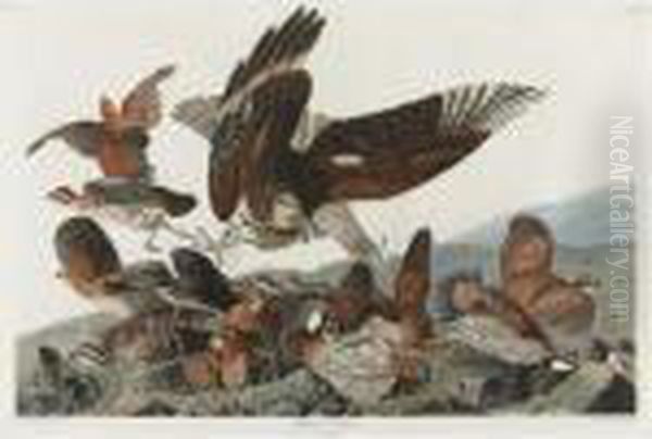 Virginia Partridge (plate 76) Oil Painting by John James Audubon