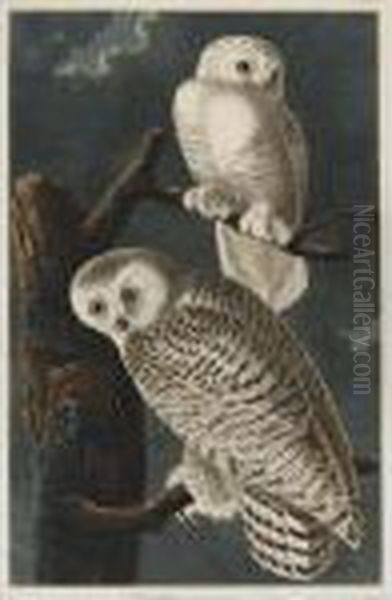 Snowy Owl (plate Cxxi) Oil Painting by John James Audubon