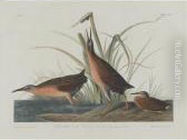 Virginia Rail (plate Ccv) Oil Painting by John James Audubon