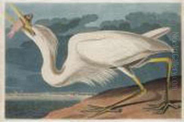 Great White Heron (plate Cclxxxi) Oil Painting by John James Audubon