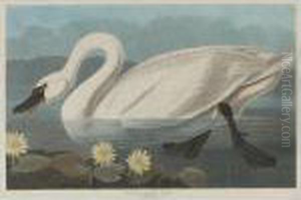 Common American Swan (plate Ccccxi) Oil Painting by John James Audubon