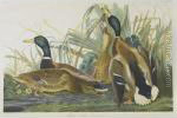 Mallard Duck (plate 385) Oil Painting by John James Audubon