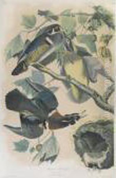 Summer Or Wood Duck (plate 391) Oil Painting by John James Audubon