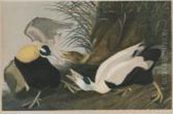 Eider Duck (plate 405) Oil Painting by John James Audubon