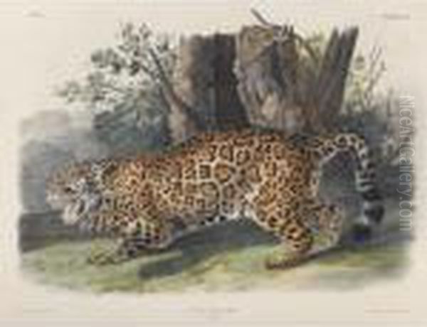 The Jaguar (plate Ci) Oil Painting by John James Audubon