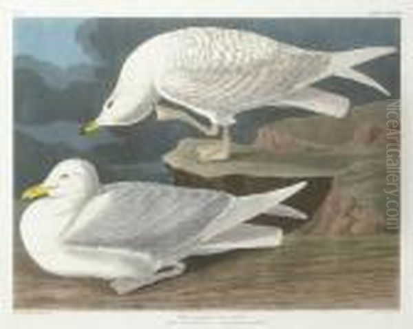 White-winged Silvery Gull (plate Cclxxxii)
Larus Leucopterus Oil Painting by John James Audubon