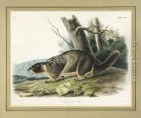 Yellow Bellied Marmot. Oil Painting by John James Audubon