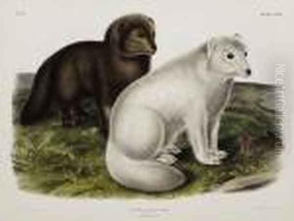 Arctic Fox. Plate Cxxi. Oil Painting by John James Audubon