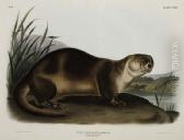 Canada Otter - Male. Plate Cxxii. Oil Painting by John James Audubon