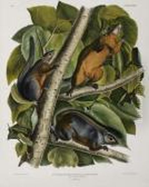 Red-bellied Squirrel. Plate Xxxviii. Oil Painting by John James Audubon