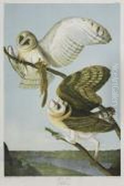 Barn Owl. Plate 34. Oil Painting by John James Audubon