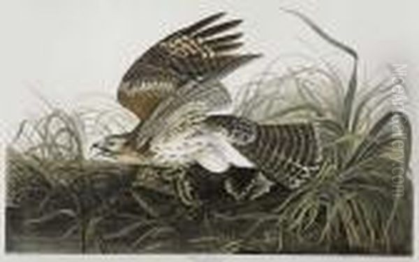 Winter Hawk. Circus Hyemalis. Plate 71. Oil Painting by John James Audubon