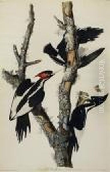 Ivory-billed Woodpeckerhand-colored Engraving And Aquatint Oil Painting by John James Audubon