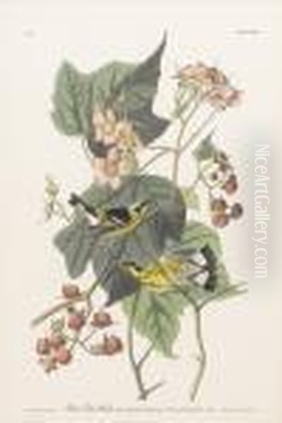 Black And Yellow Warbler Oil Painting by John James Audubon