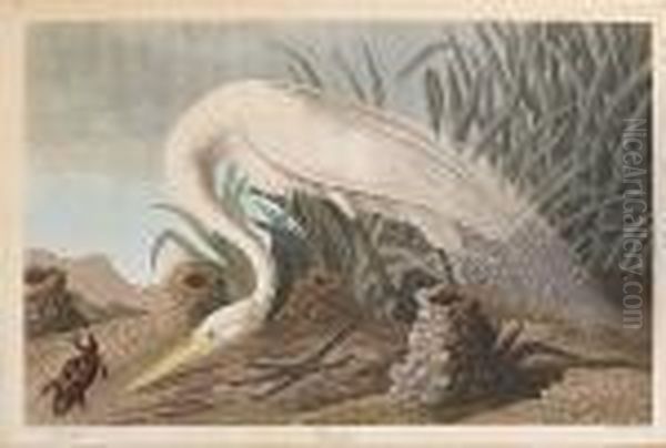 White Heron Oil Painting by John James Audubon