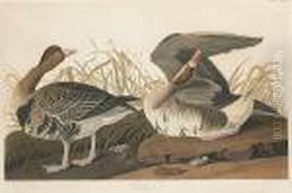 White-fronted Goose, Anser Albifrons (pl. Cclxxxvi) Oil Painting by John James Audubon