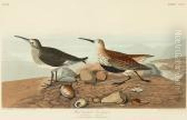 Red Backed Sandpiper. Tringa Alpina (pl. Ccxc) Oil Painting by John James Audubon