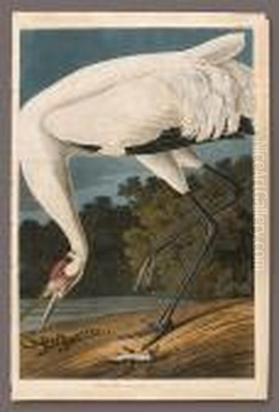 Hooping Crane. Grus Americana. Adult Male (pl. Ccxxvi) Oil Painting by John James Audubon