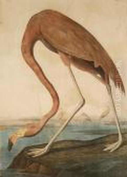 American Flamingo (pl. 375) Oil Painting by John James Audubon