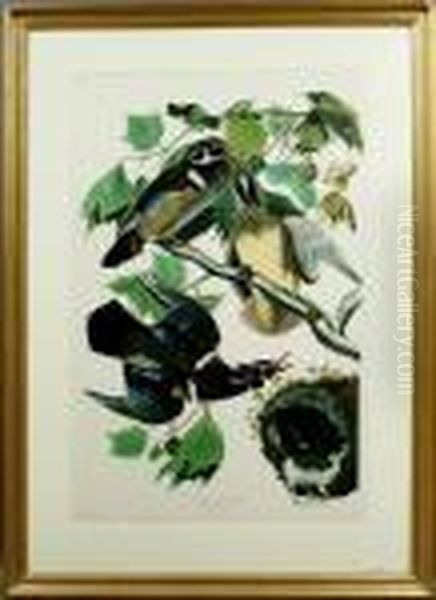 Summer Or Wood Duck Oil Painting by John James Audubon