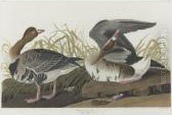 White-fronted Goose (plate Cclxxxvi) Oil Painting by John James Audubon