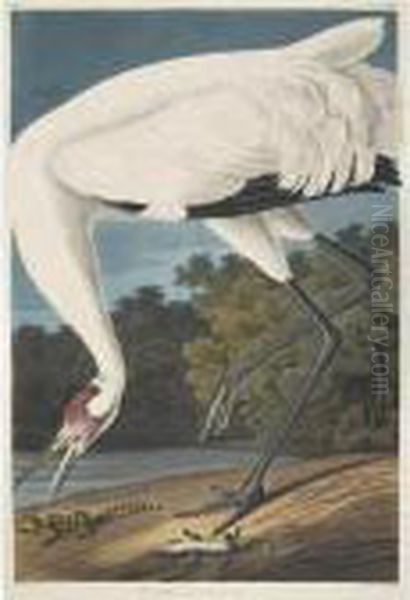 Hooping Crane (plate Ccxxvi) Oil Painting by John James Audubon