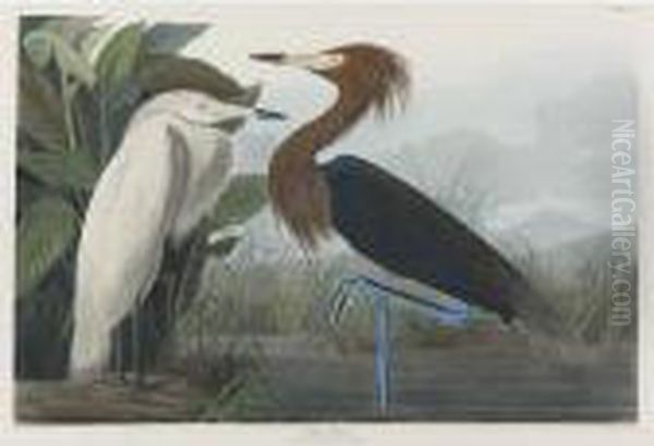 Purple Heron (plate Cclvi) Oil Painting by John James Audubon