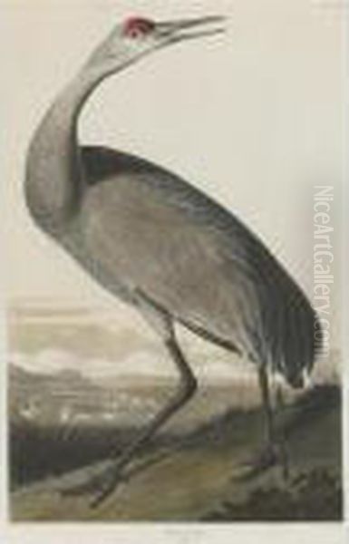 Hooping Crane (plate Cclxi) Oil Painting by John James Audubon