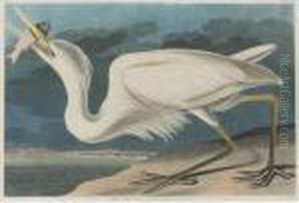 Great White Heron (plate Cclxxxi) Oil Painting by John James Audubon