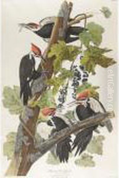 Pileated Woodpecker (plate Cxi) Oil Painting by John James Audubon