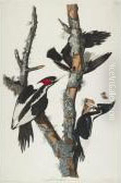 Ivory-billed Woodpecker (plate Lxvi) Oil Painting by John James Audubon