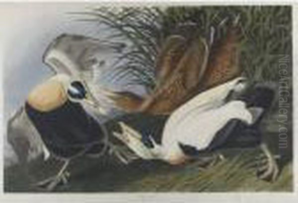 Eider Duck (plate Ccxlvi) Oil Painting by John James Audubon