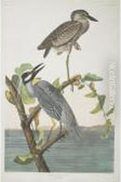 Yellow-crowned Heron (plate Cccxxxvi) Oil Painting by John James Audubon