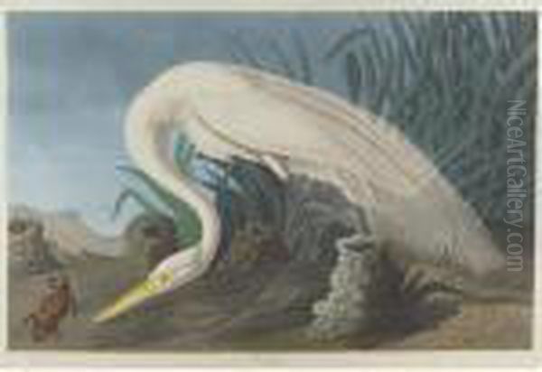 White Heron (plate Ccclxxxvi) Oil Painting by John James Audubon