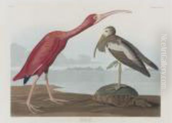 Scarlet Ibis (plate Cccxcvii) Oil Painting by John James Audubon