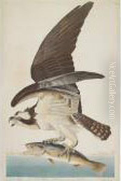 Fish Hawk Or Osprey (plate Lxxxi) Oil Painting by John James Audubon