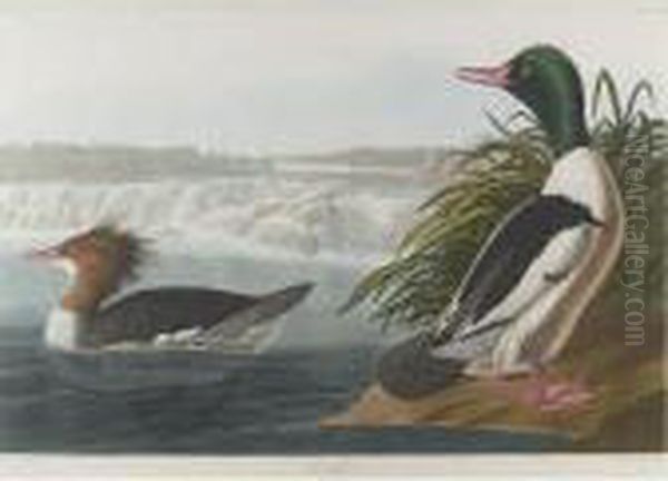 Goosander (plate Cccxxxi) Oil Painting by John James Audubon