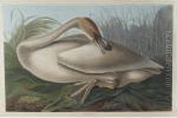 Trumpeter Swan (plate Ccclxxvi) Oil Painting by John James Audubon