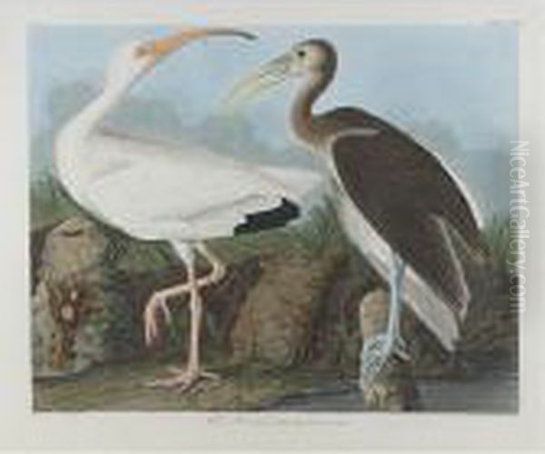 White Ibis (plate Ccxxii) Oil Painting by John James Audubon