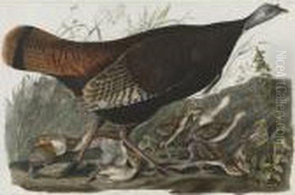 Wild Turkey...female And Young (plate Vi) Oil Painting by John James Audubon