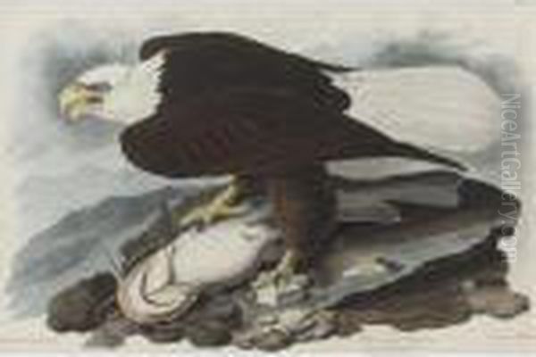 White-headed Eagle (plate Xxxi) Oil Painting by John James Audubon