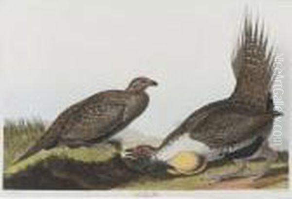 Cock Of The Plains (plate Ccclxxi) Oil Painting by John James Audubon