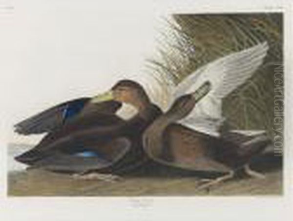 Dusky Duck (plate Cccii) Oil Painting by John James Audubon