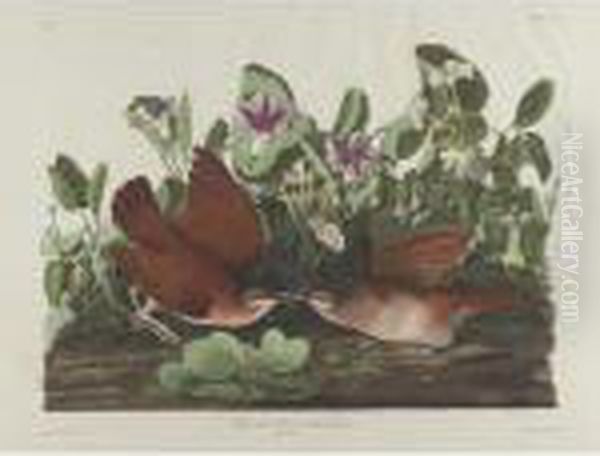 Key West Pigeon (plate Clxvii) Oil Painting by John James Audubon