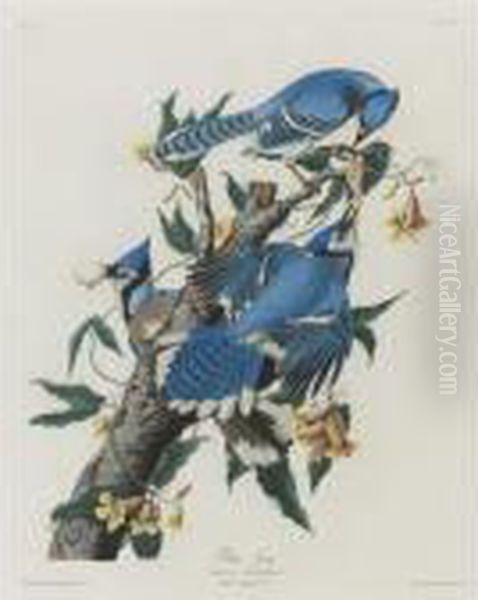 Blue Jay (plate Cii) Oil Painting by John James Audubon