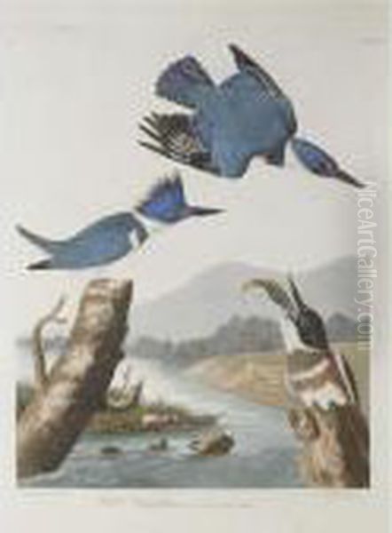 Belted Kingfisher (lxxvii) Oil Painting by John James Audubon