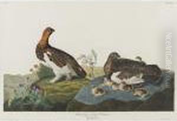 Willow Grous (plate Cxci) Oil Painting by John James Audubon